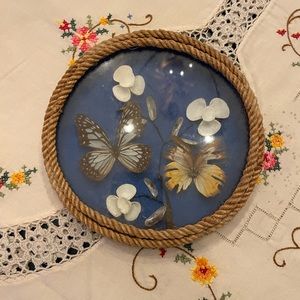 Framed round butterfly taxidermy art